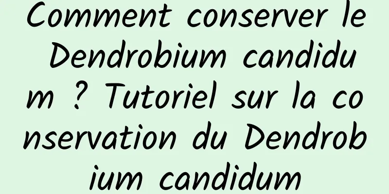 Comment conserver le Dendrobium candidum ? Tutoriel sur la conservation du Dendrobium candidum