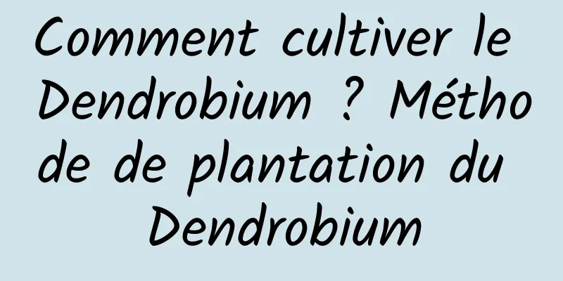 Comment cultiver le Dendrobium ? Méthode de plantation du Dendrobium