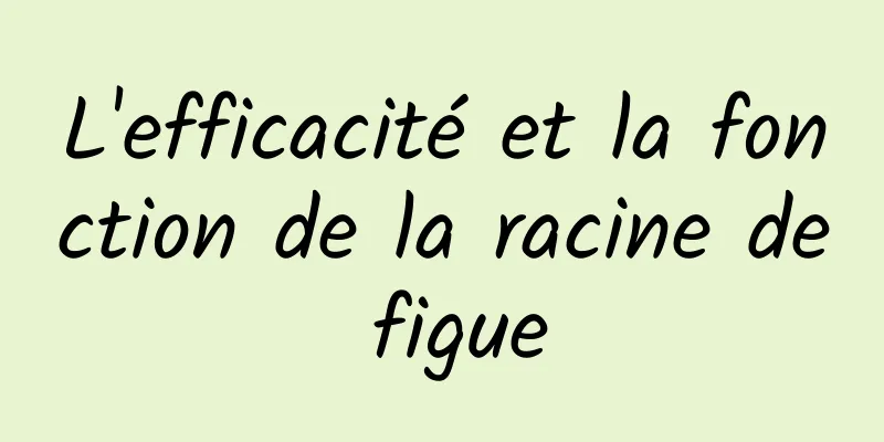 L'efficacité et la fonction de la racine de figue