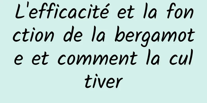 L'efficacité et la fonction de la bergamote et comment la cultiver