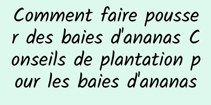 Comment faire pousser des baies d'ananas Conseils de plantation pour les baies d'ananas