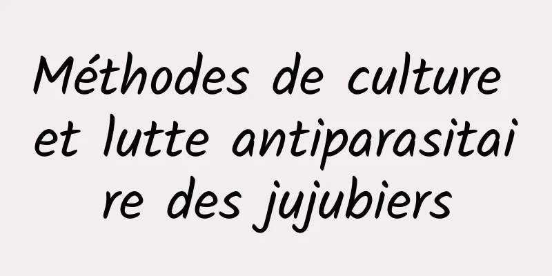 Méthodes de culture et lutte antiparasitaire des jujubiers