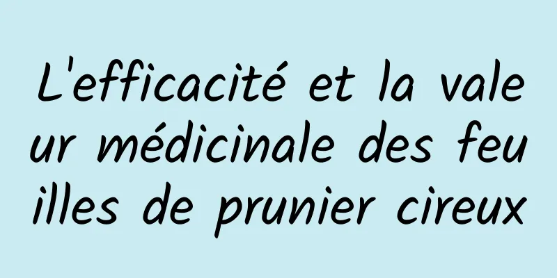 L'efficacité et la valeur médicinale des feuilles de prunier cireux