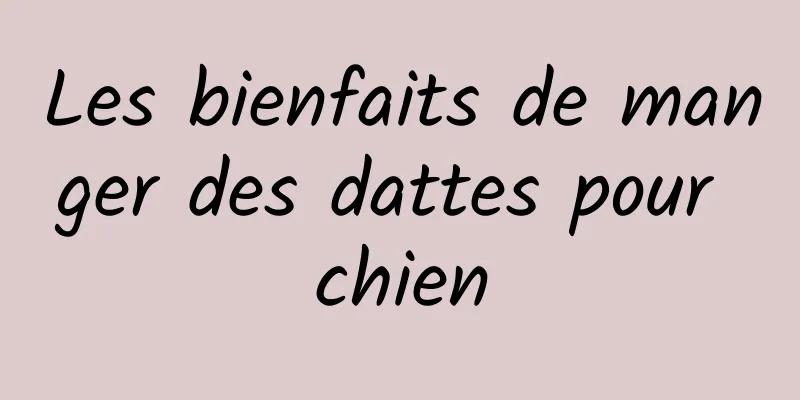 Les bienfaits de manger des dattes pour chien