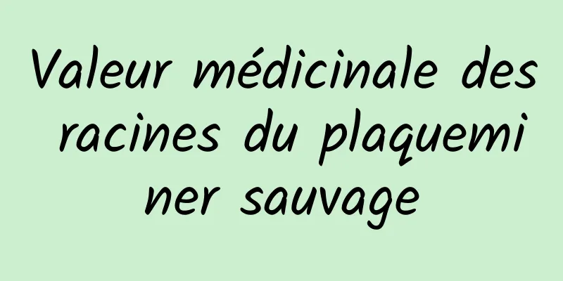 Valeur médicinale des racines du plaqueminer sauvage