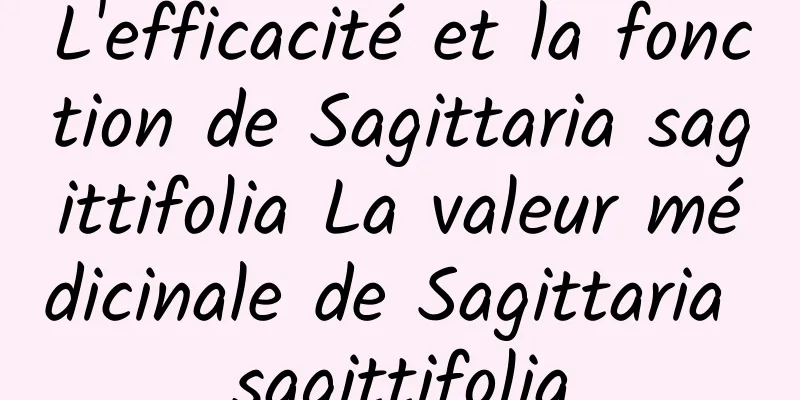 L'efficacité et la fonction de Sagittaria sagittifolia La valeur médicinale de Sagittaria sagittifolia