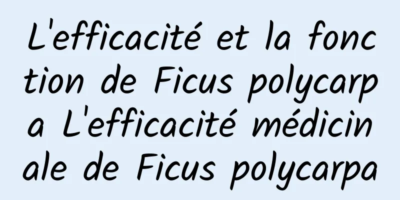 L'efficacité et la fonction de Ficus polycarpa L'efficacité médicinale de Ficus polycarpa