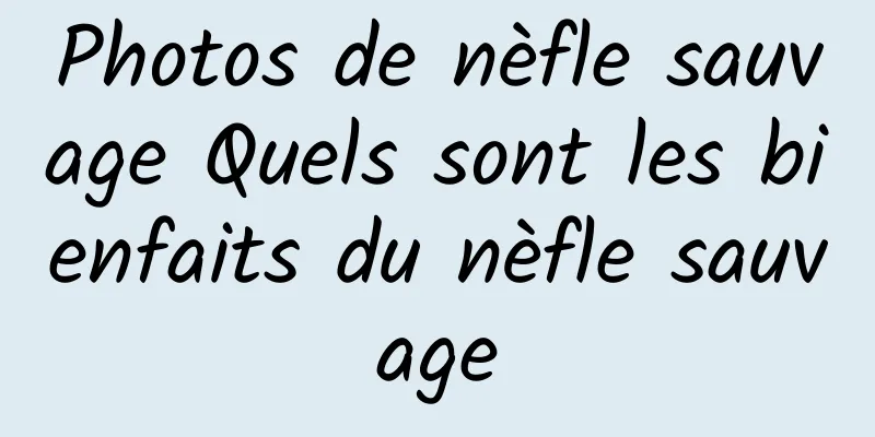 Photos de nèfle sauvage Quels sont les bienfaits du nèfle sauvage