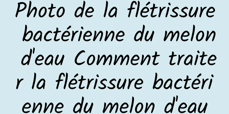 Photo de la flétrissure bactérienne du melon d'eau Comment traiter la flétrissure bactérienne du melon d'eau