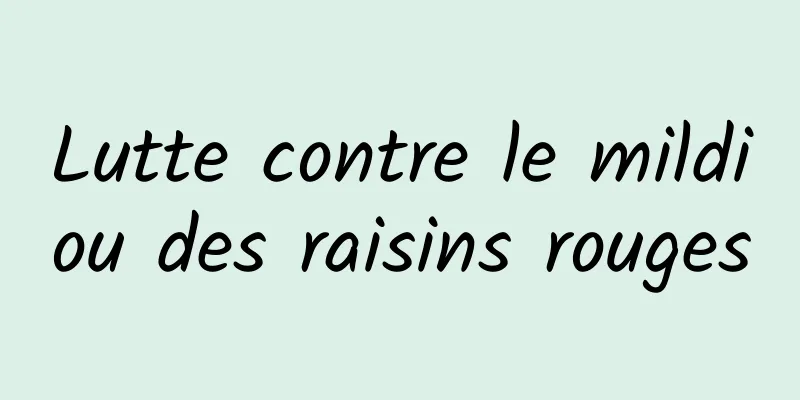 Lutte contre le mildiou des raisins rouges