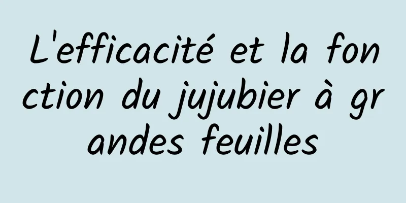 L'efficacité et la fonction du jujubier à grandes feuilles