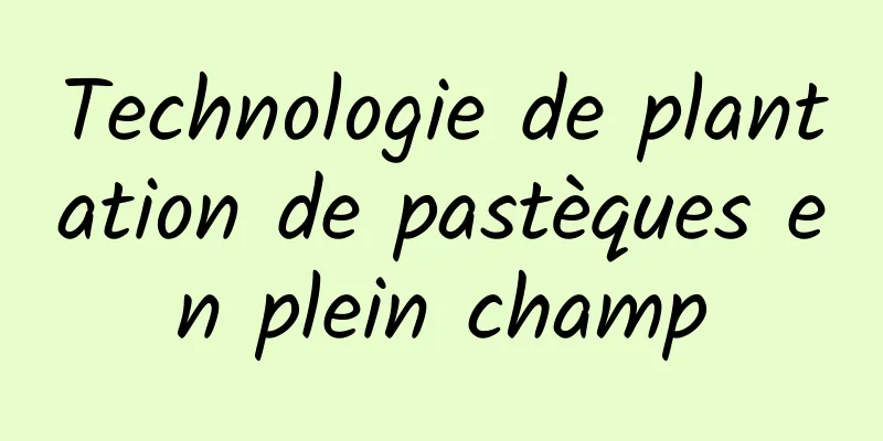 Technologie de plantation de pastèques en plein champ