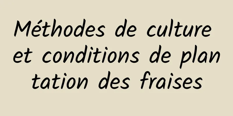 Méthodes de culture et conditions de plantation des fraises