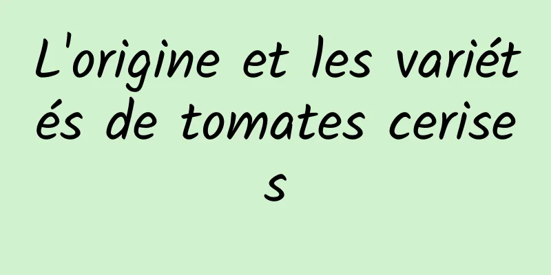 L'origine et les variétés de tomates cerises