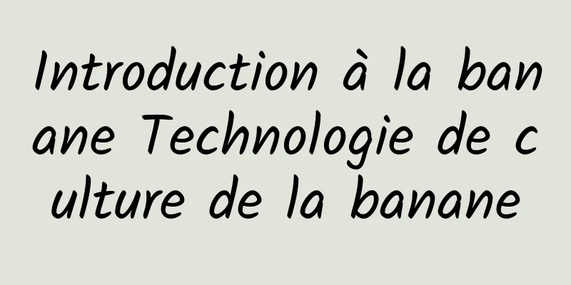 Introduction à la banane Technologie de culture de la banane