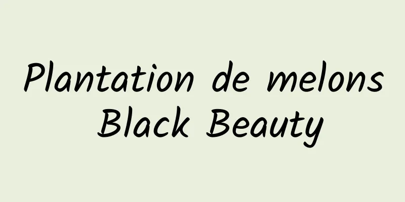 Plantation de melons Black Beauty