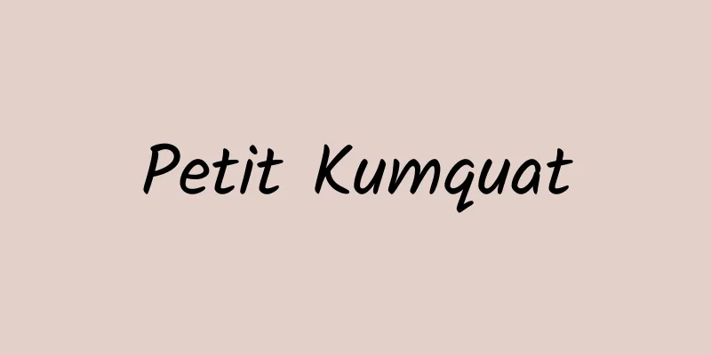 Petit Kumquat