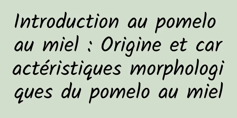 Introduction au pomelo au miel : Origine et caractéristiques morphologiques du pomelo au miel