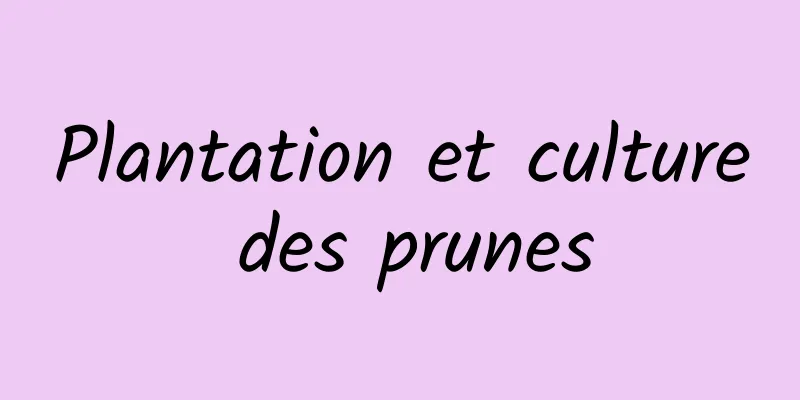 Plantation et culture des prunes