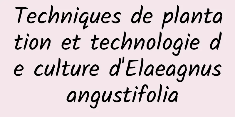 Techniques de plantation et technologie de culture d'Elaeagnus angustifolia