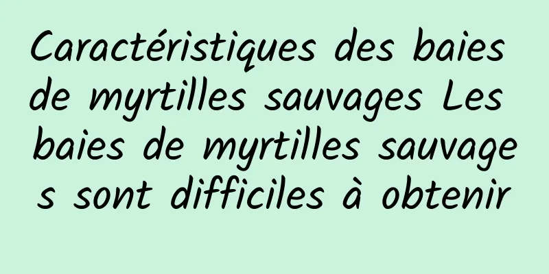 Caractéristiques des baies de myrtilles sauvages Les baies de myrtilles sauvages sont difficiles à obtenir