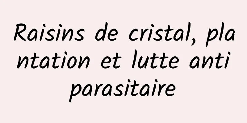 Raisins de cristal, plantation et lutte antiparasitaire