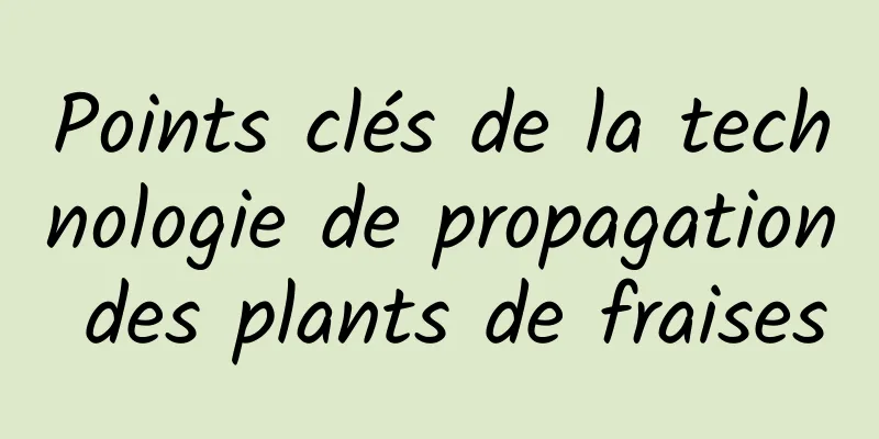 Points clés de la technologie de propagation des plants de fraises