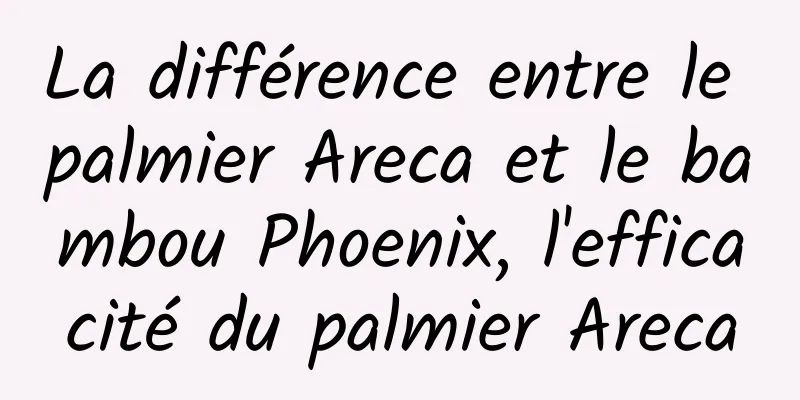 La différence entre le palmier Areca et le bambou Phoenix, l'efficacité du palmier Areca