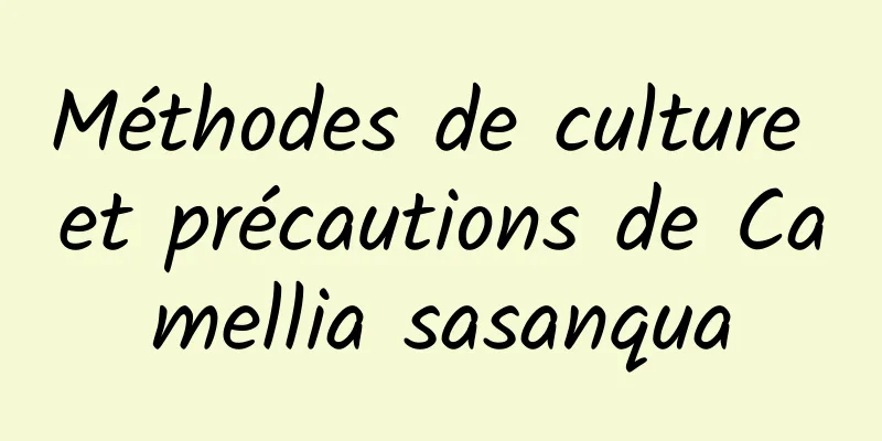 Méthodes de culture et précautions de Camellia sasanqua