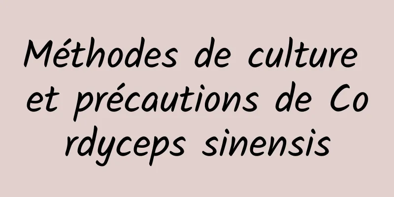 Méthodes de culture et précautions de Cordyceps sinensis