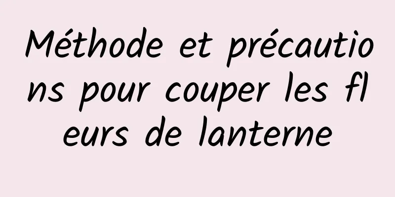 Méthode et précautions pour couper les fleurs de lanterne