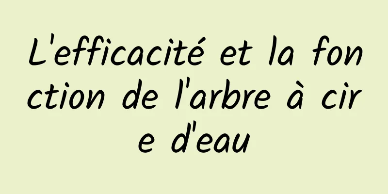 L'efficacité et la fonction de l'arbre à cire d'eau