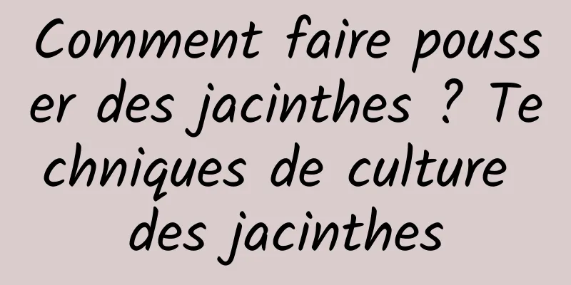 Comment faire pousser des jacinthes ? Techniques de culture des jacinthes