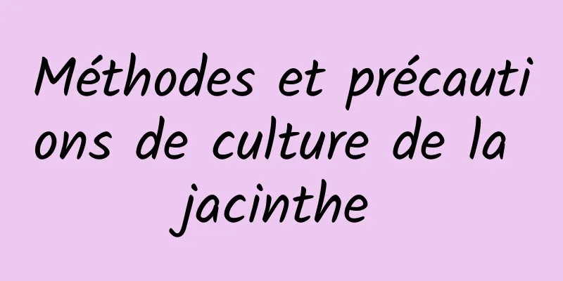 Méthodes et précautions de culture de la jacinthe