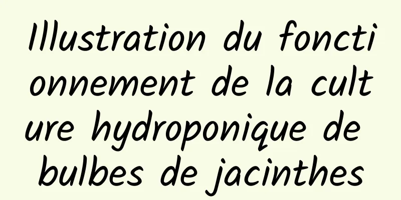 Illustration du fonctionnement de la culture hydroponique de bulbes de jacinthes