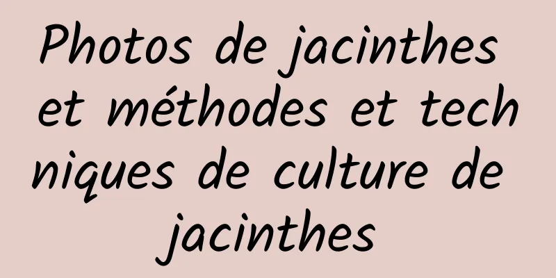 Photos de jacinthes et méthodes et techniques de culture de jacinthes