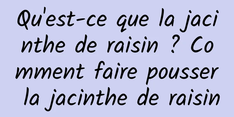 Qu'est-ce que la jacinthe de raisin ? Comment faire pousser la jacinthe de raisin