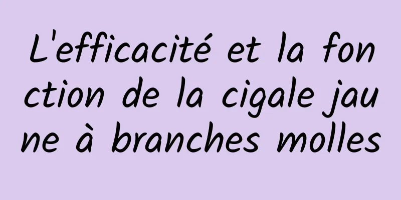 L'efficacité et la fonction de la cigale jaune à branches molles