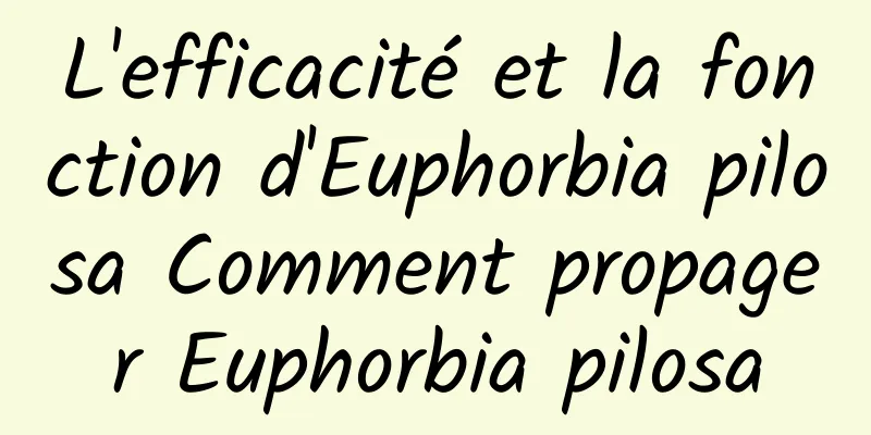 L'efficacité et la fonction d'Euphorbia pilosa Comment propager Euphorbia pilosa