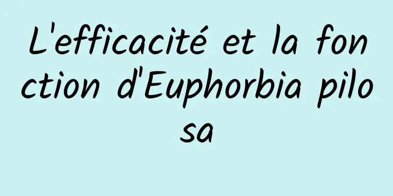 L'efficacité et la fonction d'Euphorbia pilosa