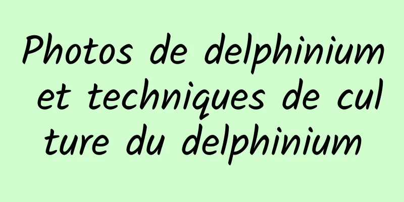 Photos de delphinium et techniques de culture du delphinium