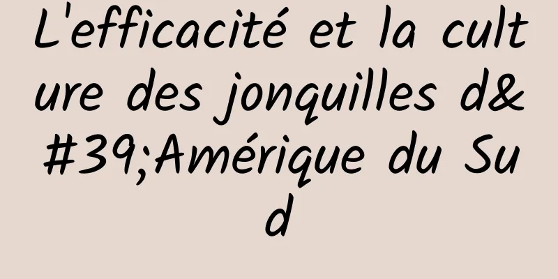 L'efficacité et la culture des jonquilles d'Amérique du Sud