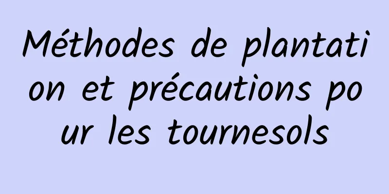 Méthodes de plantation et précautions pour les tournesols