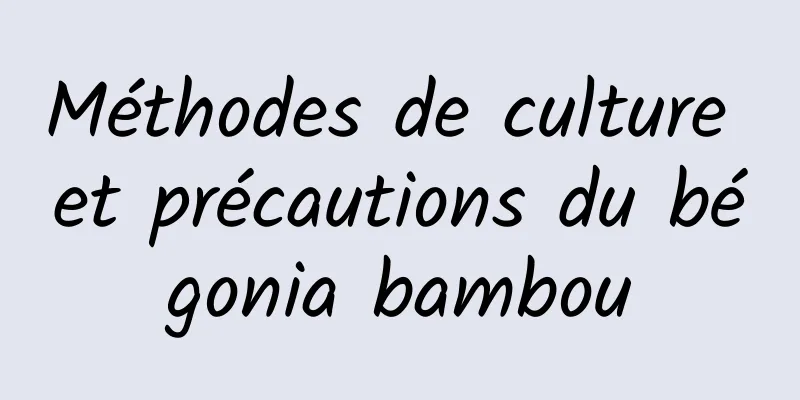 Méthodes de culture et précautions du bégonia bambou