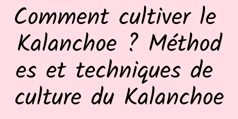 Comment cultiver le Kalanchoe ? Méthodes et techniques de culture du Kalanchoe