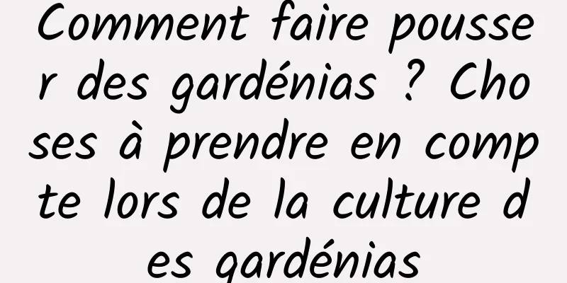 Comment faire pousser des gardénias ? Choses à prendre en compte lors de la culture des gardénias