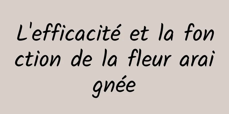 L'efficacité et la fonction de la fleur araignée