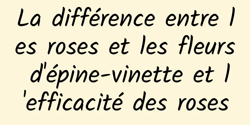 La différence entre les roses et les fleurs d'épine-vinette et l'efficacité des roses