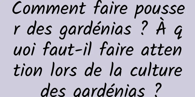 Comment faire pousser des gardénias ? À quoi faut-il faire attention lors de la culture des gardénias ?