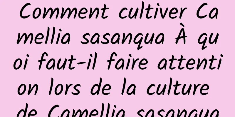 Comment cultiver Camellia sasanqua À quoi faut-il faire attention lors de la culture de Camellia sasanqua